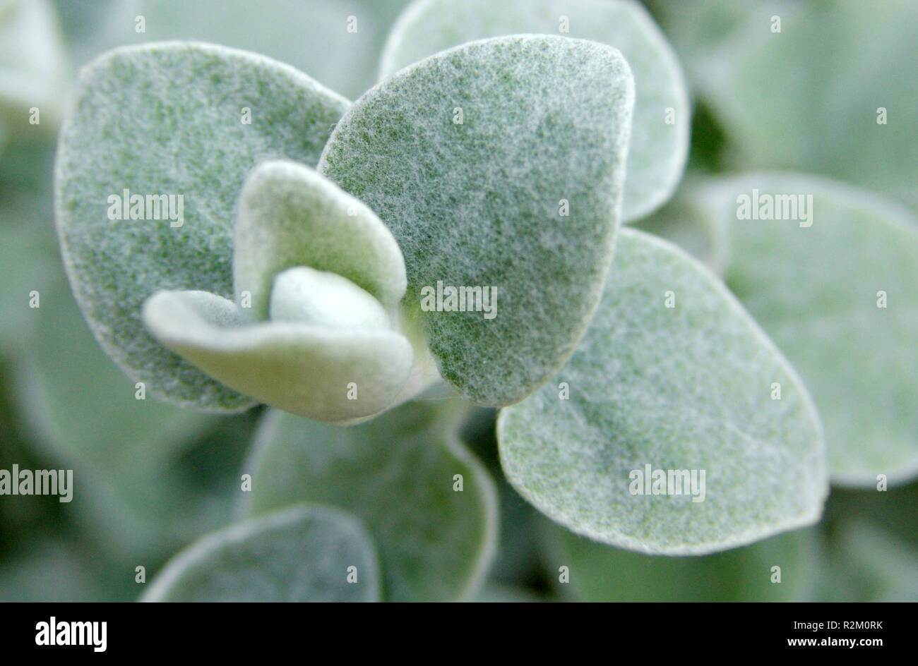 silver herb - petiolare helichrysum Stock Photo