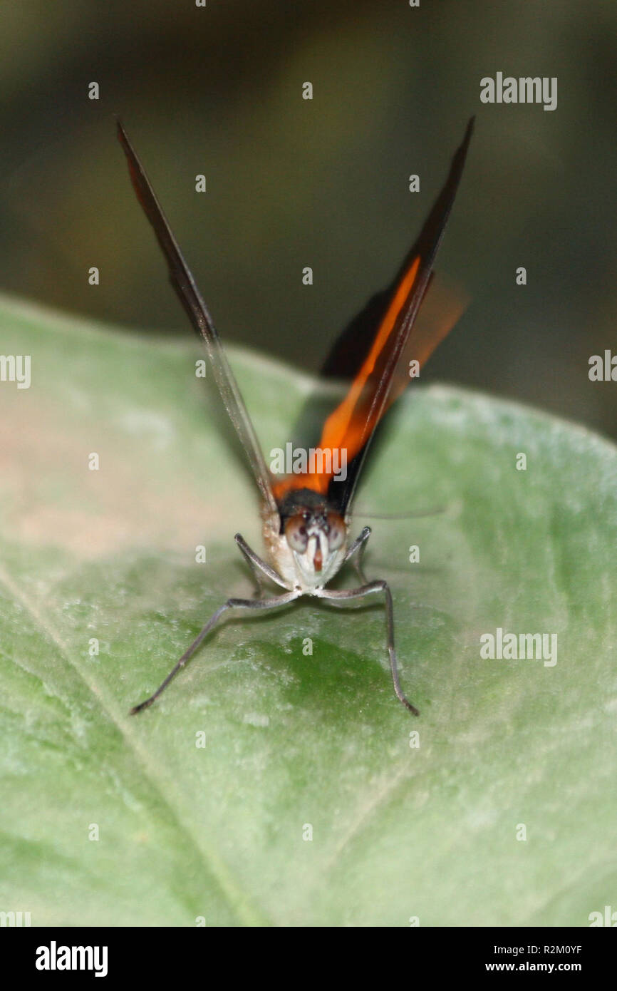 Close up butterfly face hi-res stock photography and images - Alamy