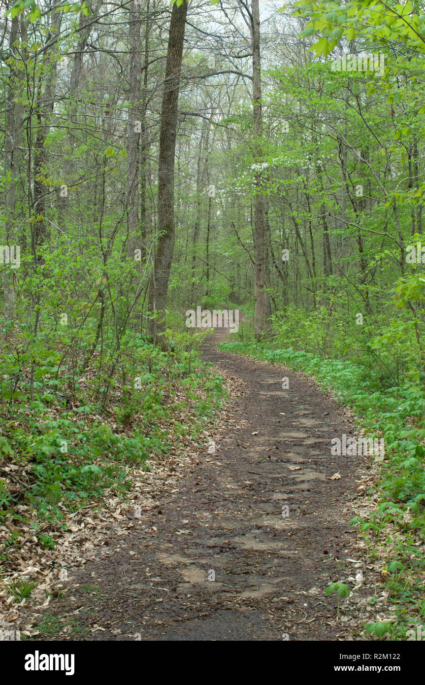 Remnant of the Wilderness Road in Levi Jackson State Park, Kentucky