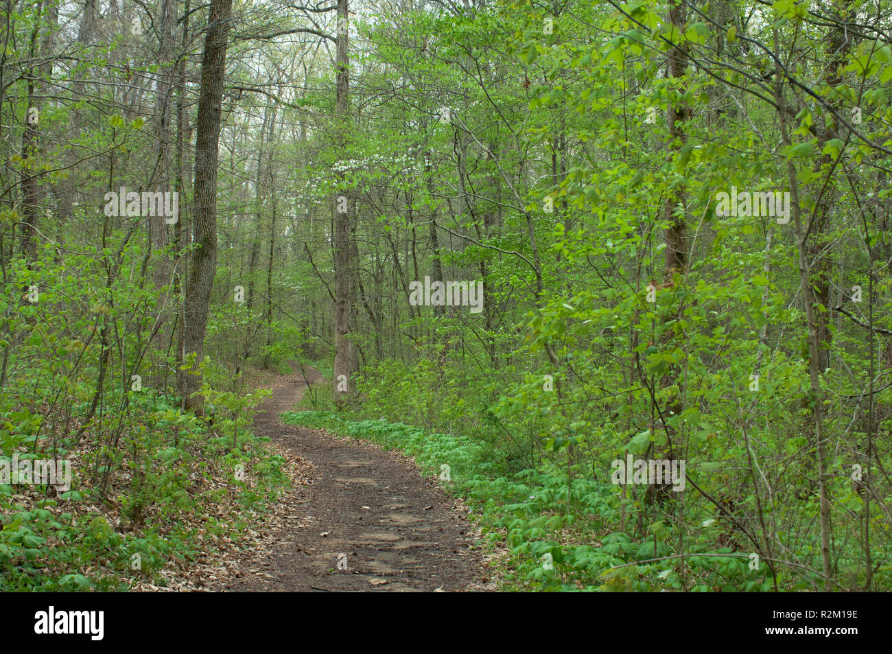 Remnant of the Wilderness Road in Levi Jackson State Park, Kentucky