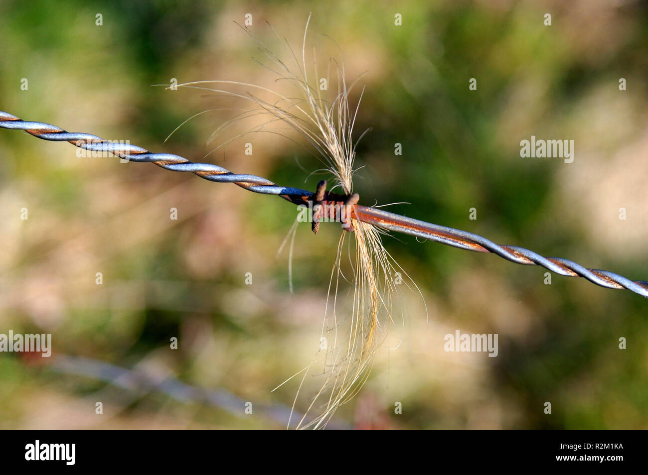 Twisted Hairs Stock Photos Twisted Hairs Stock Images Alamy