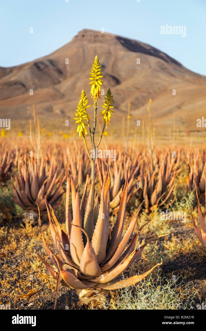 Aloe Vera Farming on Volcanic Land Stock Photo - Alamy