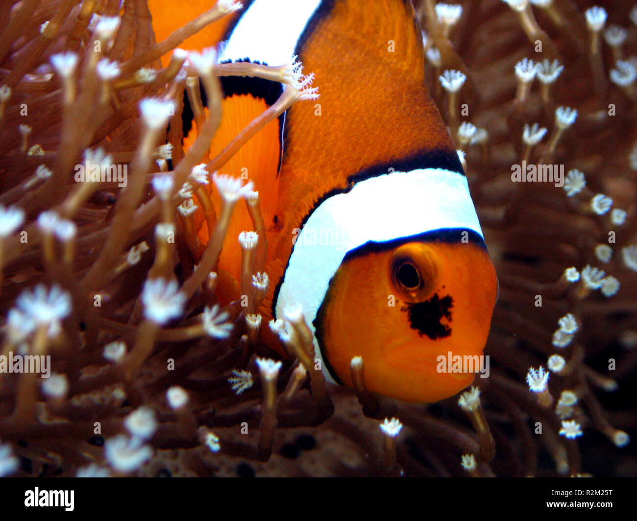 amphiprion ocellaris (iv Stock Photo Alamy