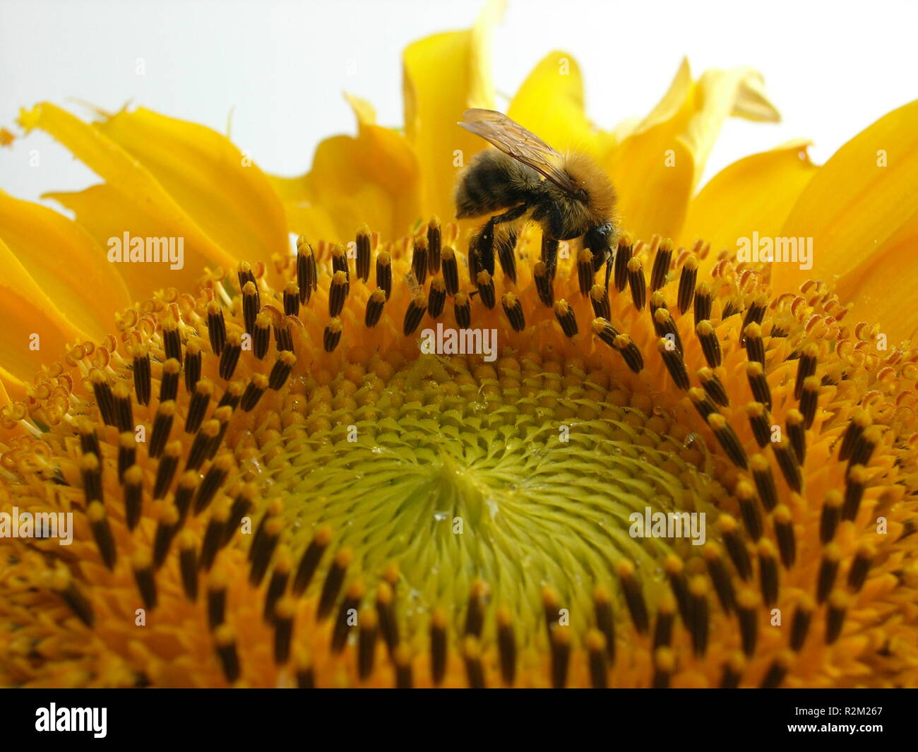 bee collecting nectar Stock Photo