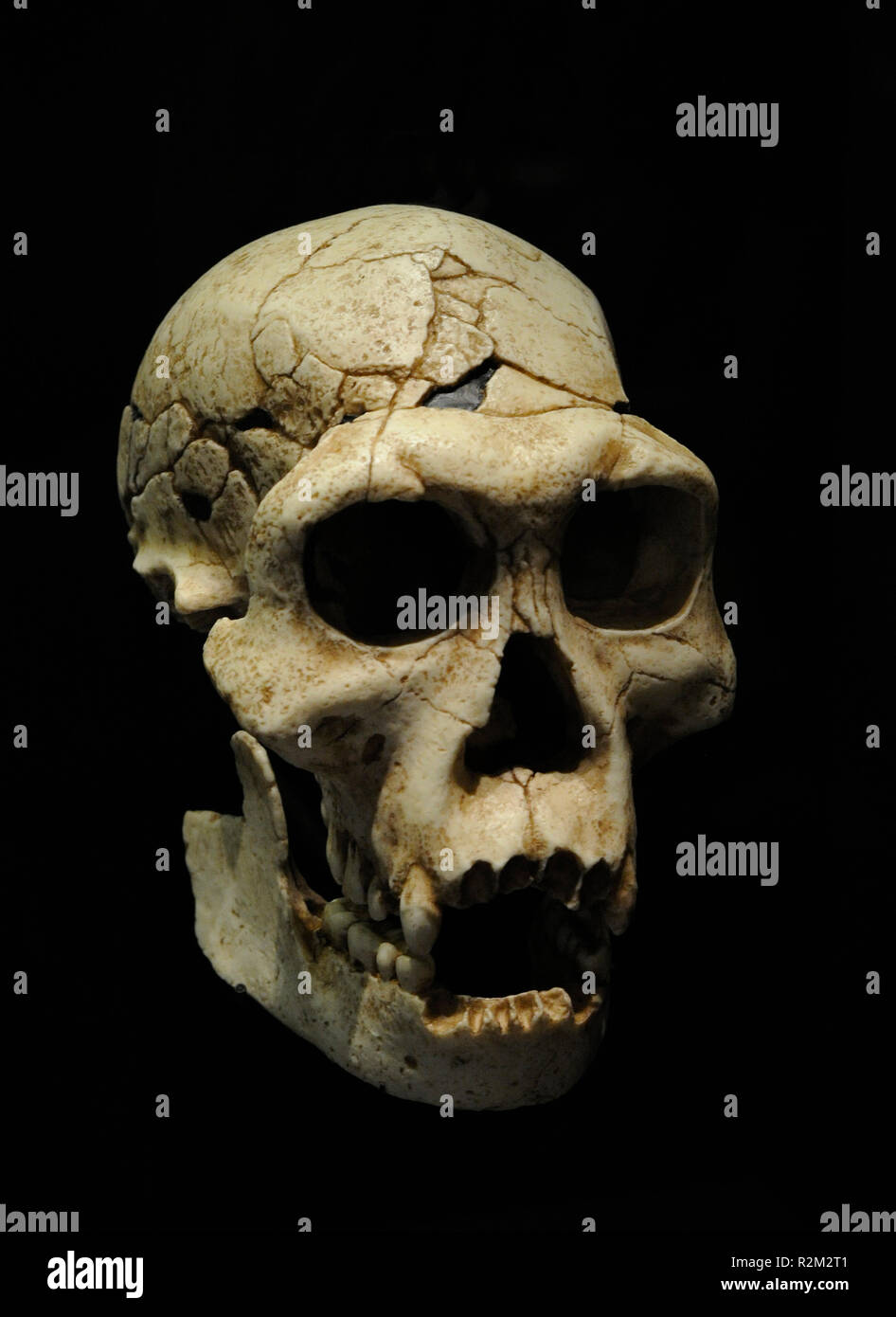 Homo georgicus. Reproduction of the skull D2700 and the jaw D2735 corresponding to a male. Weight, 40-50 Kg. Size, 150 cm. Cranial capacity, 600-700 cc. 1.8 million years. Lower Pleistocene. Habitat, steppe forests. Found in Dmanisi (Georgia). National Archaeological Museum. Madrid. Spain. Stock Photo