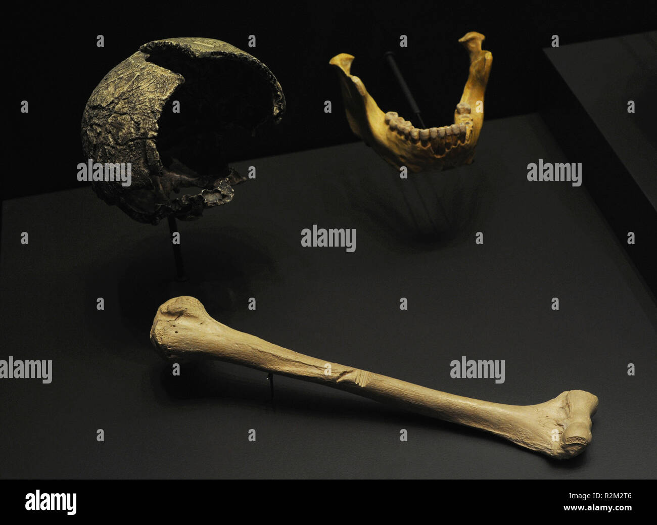 Homo heidelbergensis. Fragment of a cranium, 250000 years ago (Swanscombe, Great Britain). Adult mandible, 500000 years ago (Mauer, Germany) and Humerus, 240000 years ago (Lezetxiki, Mondragon, Basque Country, Spain). Replicas. National Archaeological Museum. Madrid. Spain. Stock Photo