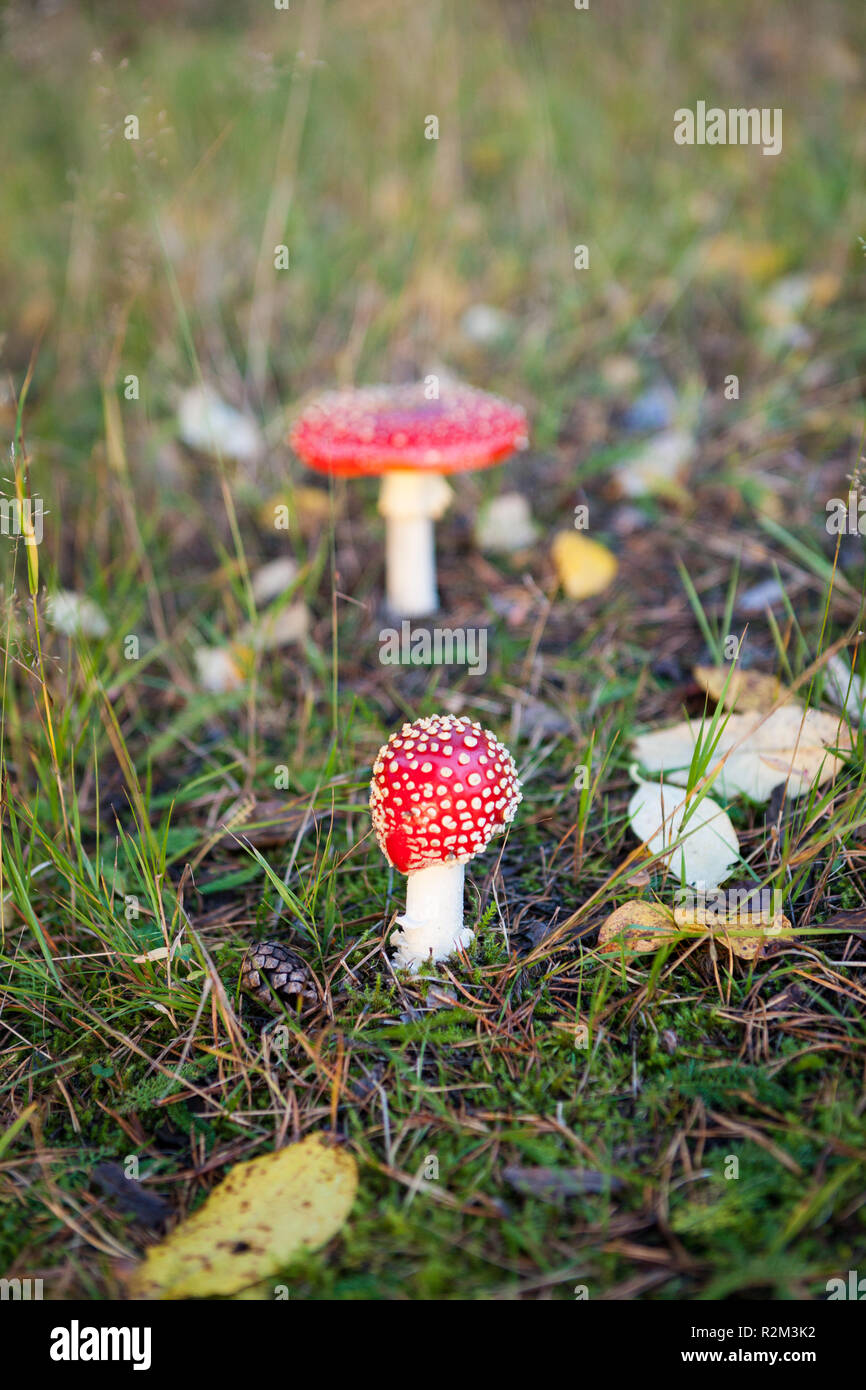 Fly agaric mushroom in growing forest  Stock Photo