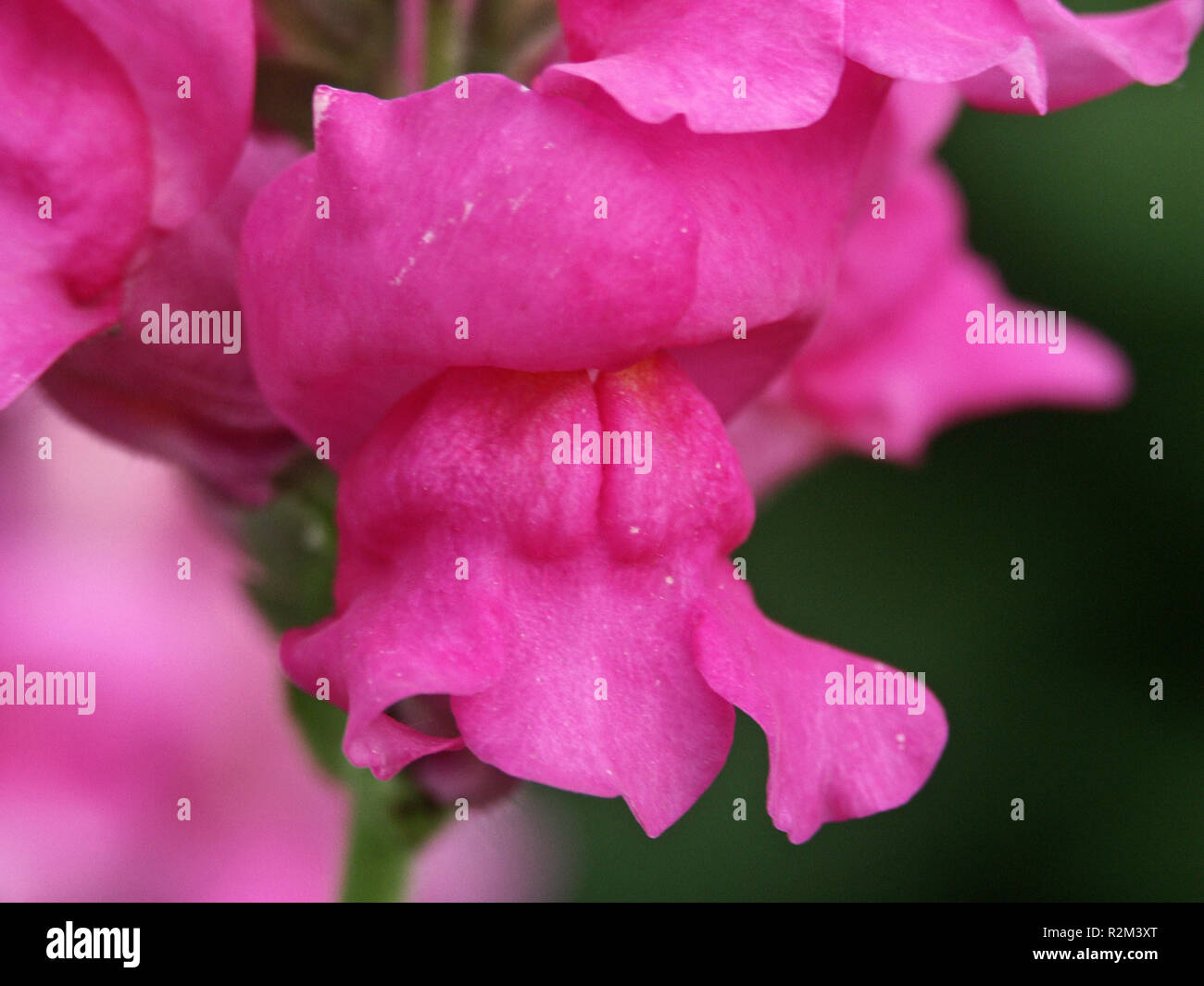 pink snapdragons Stock Photo