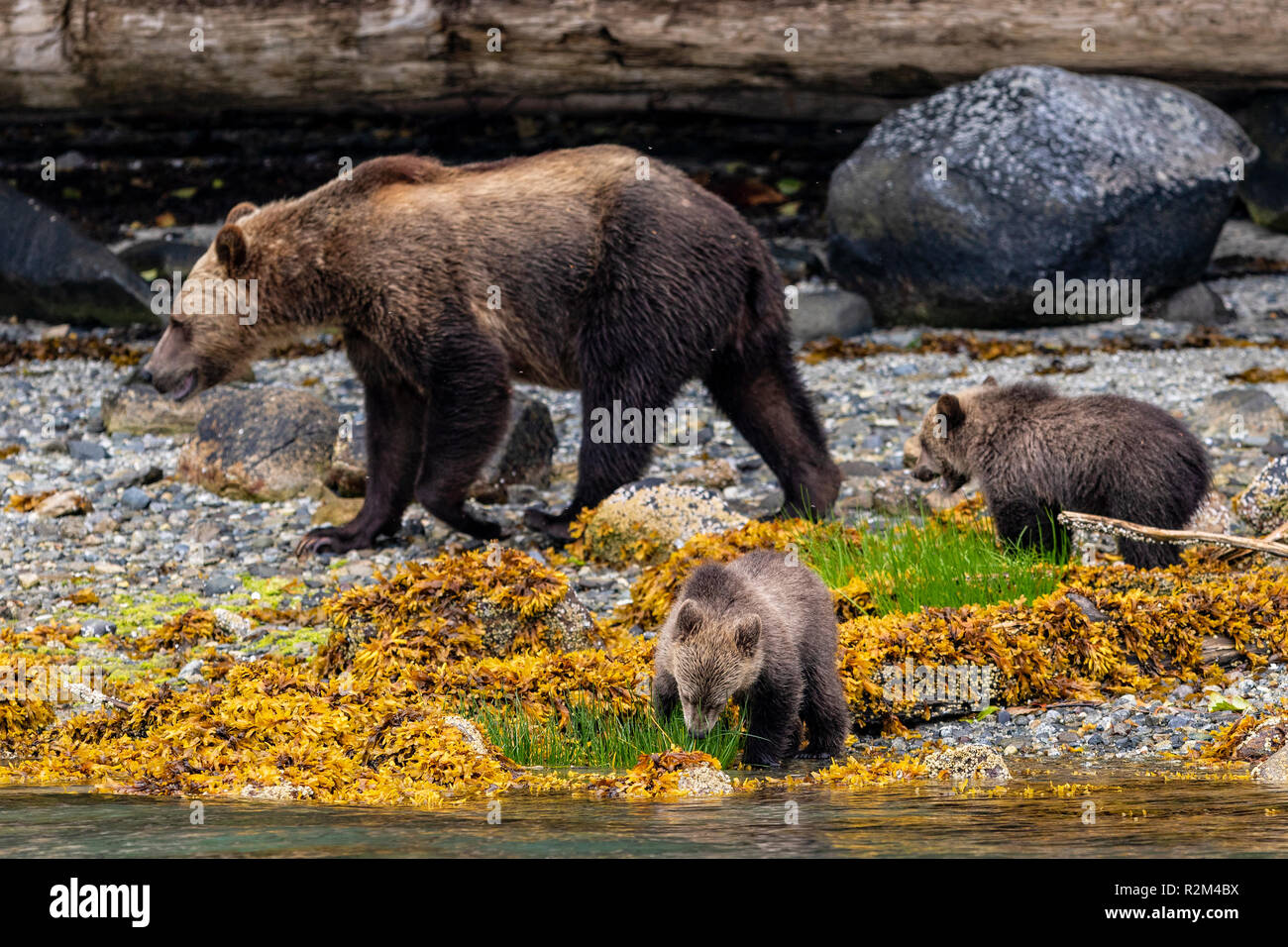 Grizzly bear cub feeding along the low tide line in Knight Inlet, First Nations Territory, British Columbia, Canada. Stock Photo