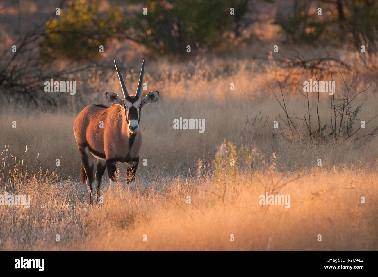 Young oryx in landscape Stock Photo