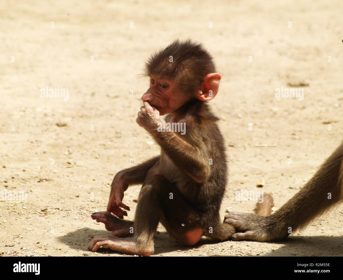 Monkey mother mom ma mommy hi-res stock photography and images - Alamy