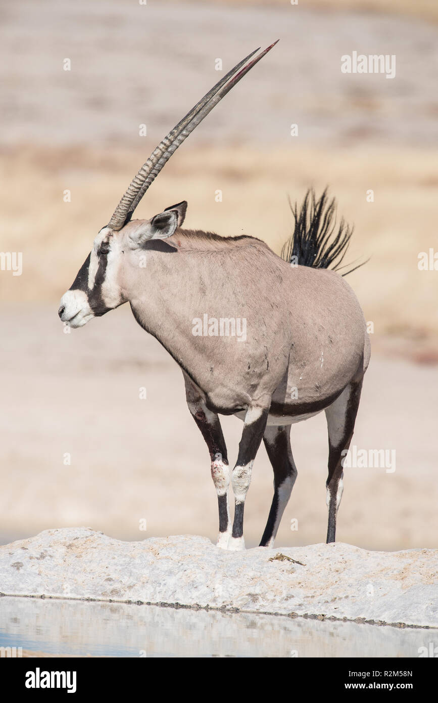 Oryx in semi-desert Stock Photo