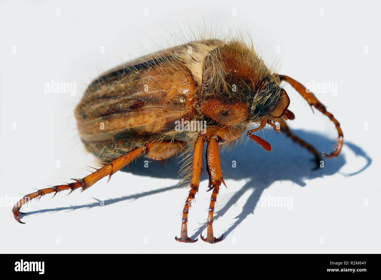 chafer Stock Photo