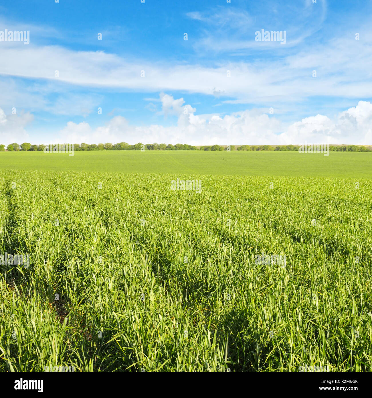 green field and blue sky with light clouds Stock Photo - Alamy