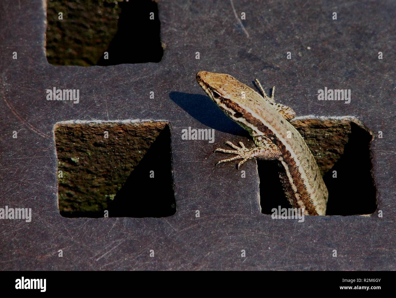 Domestic Lizard Stock Photo Alamy