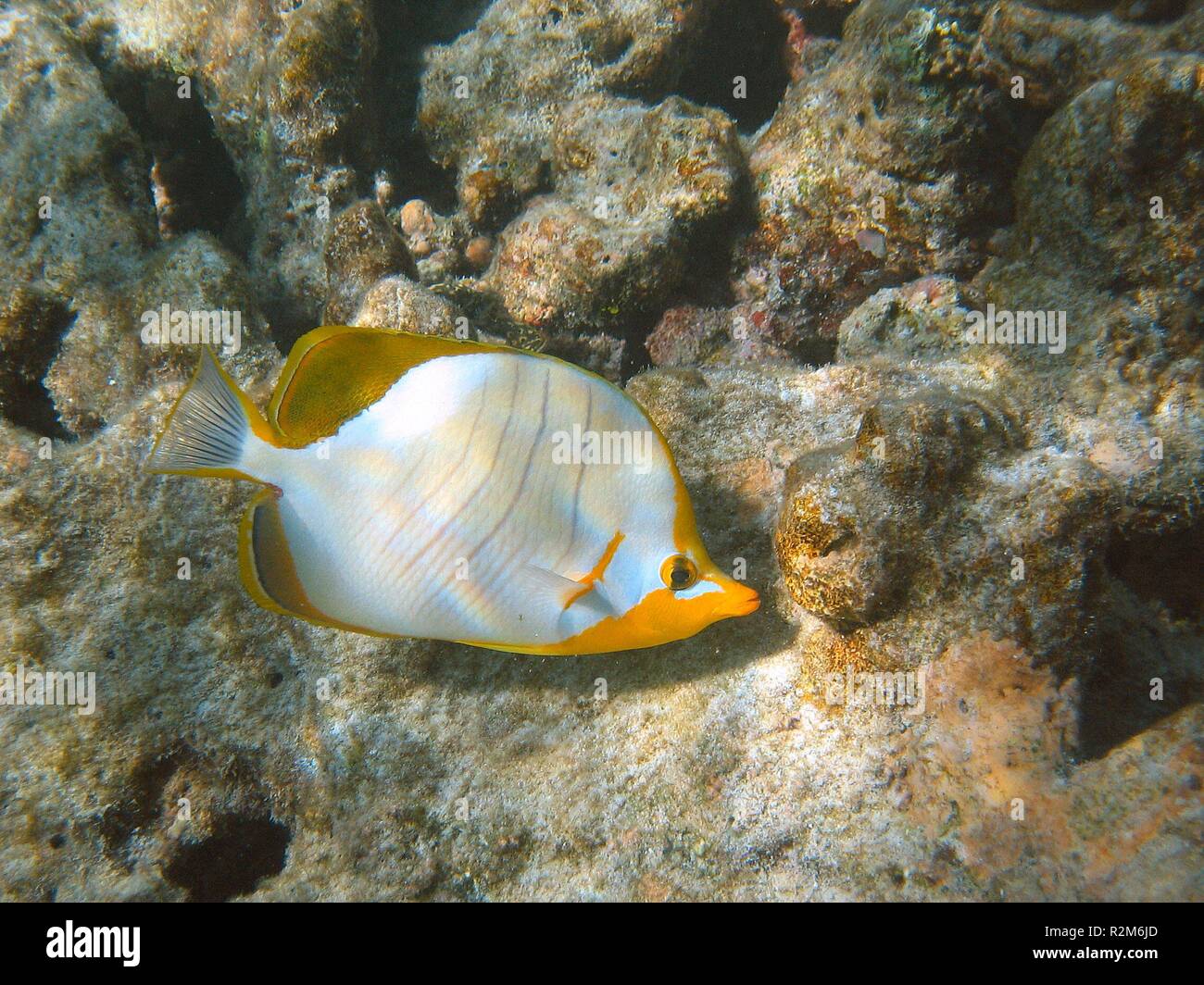 gelbkopf butterflyfish Stock Photo