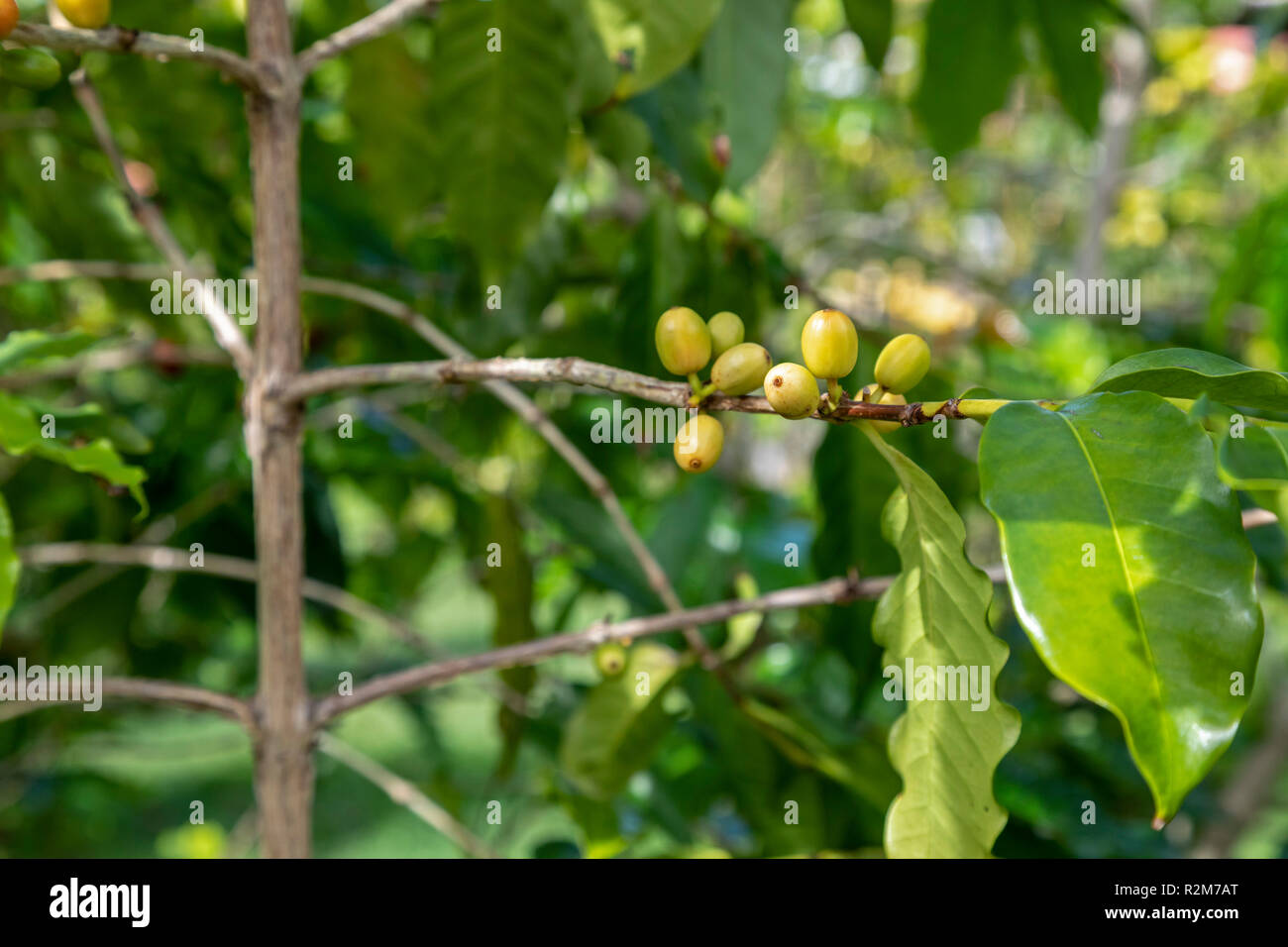 Kona coffee hires stock photography and images Alamy