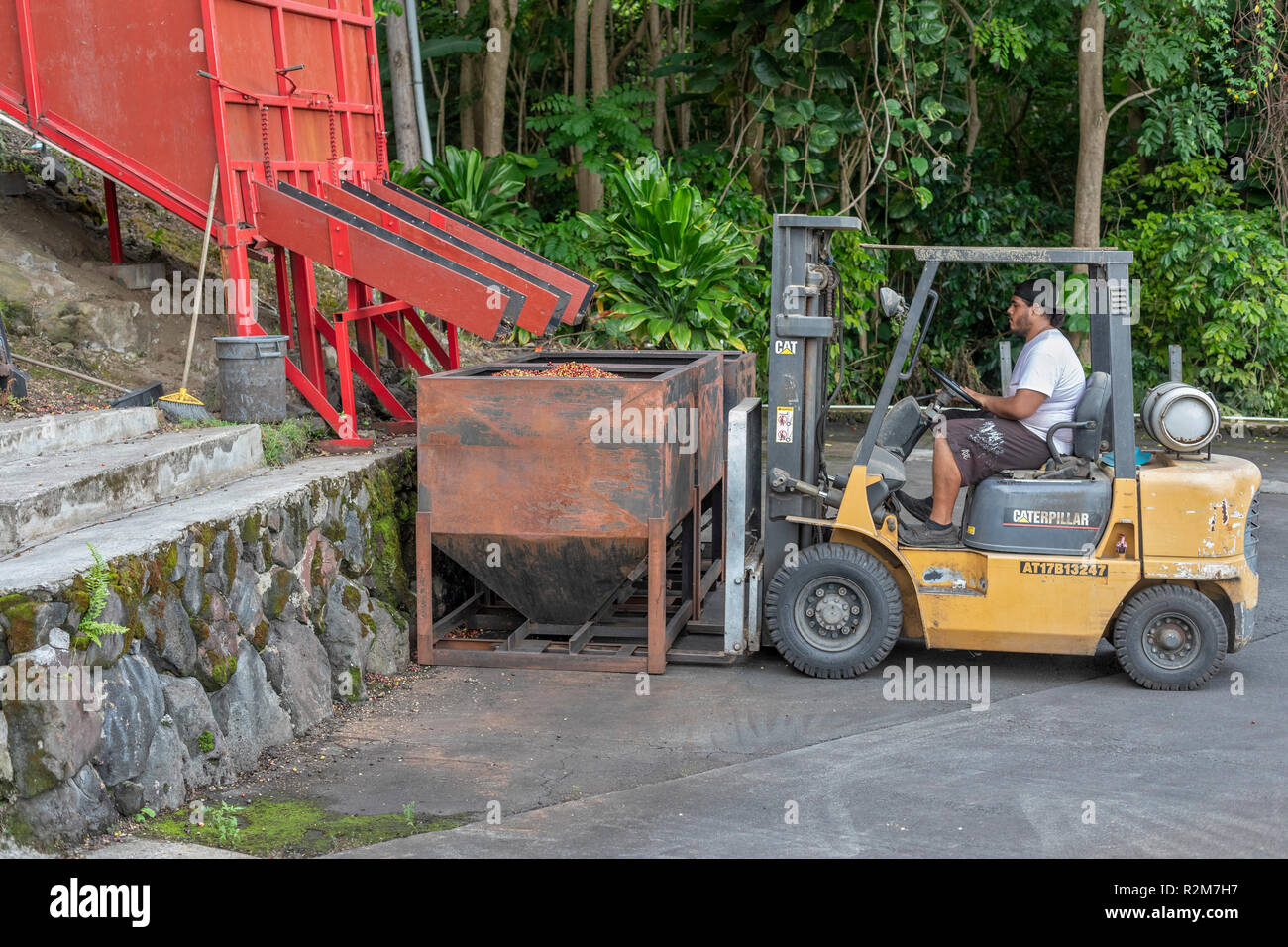 Captain Cook, Hawaii A worker moves a bin of raw coffee beans (coffee