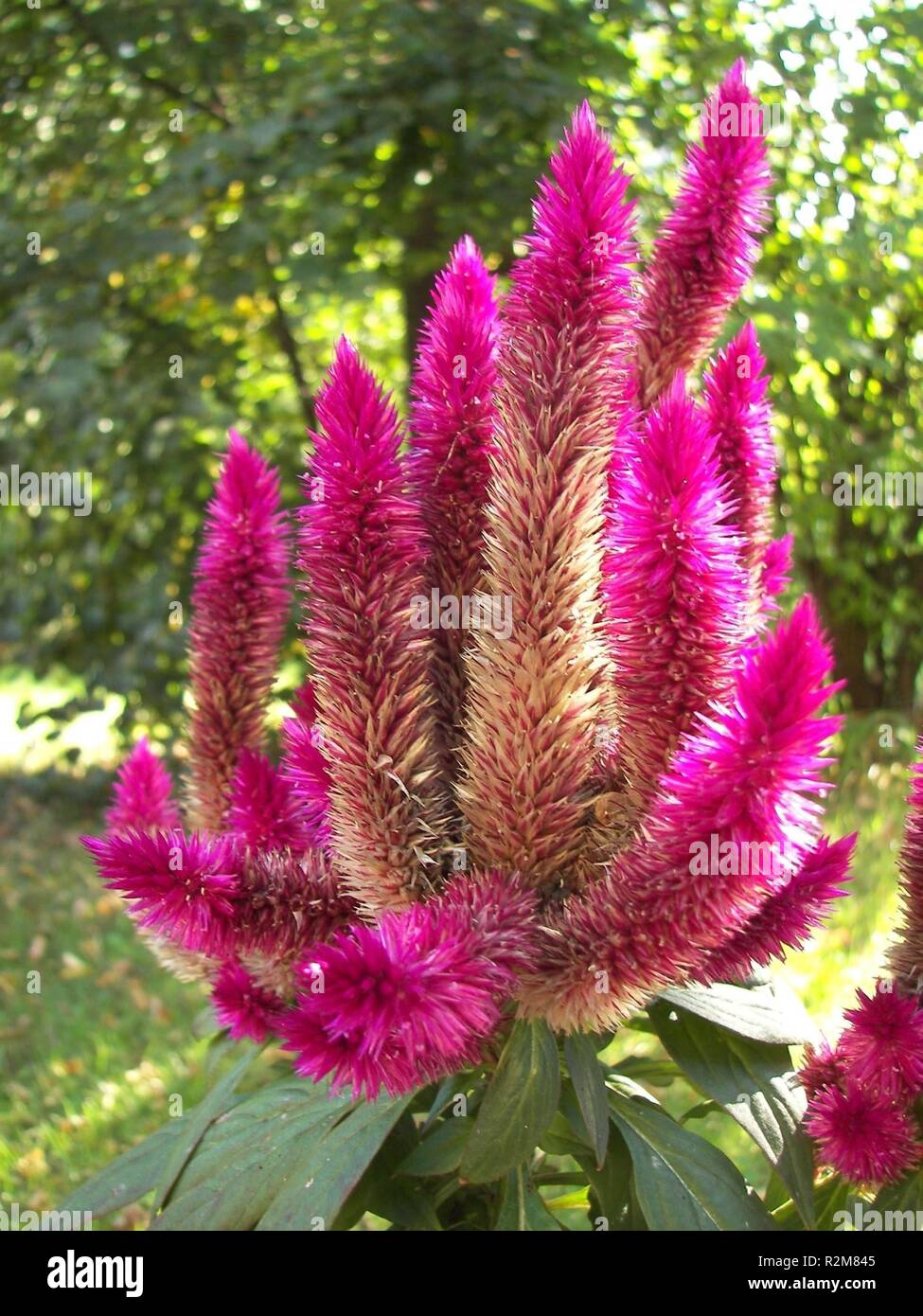 celosia venezuela caracas Stock Photo - Alamy