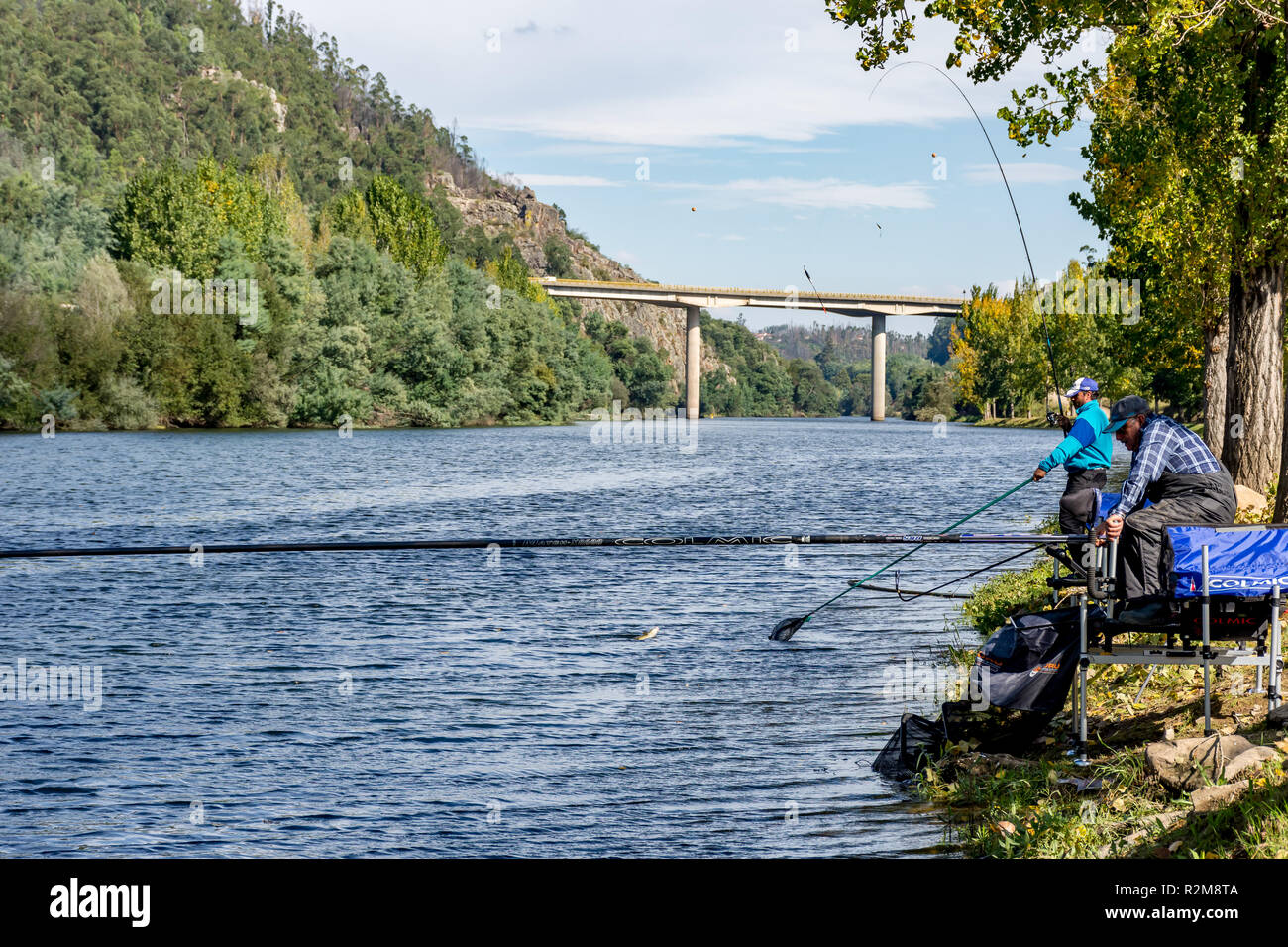 Anglers fishing for barbel in the Rio Mondego, Portugal. One has caught a fish and is bringing it through the water towards his landing net. Stock Photo