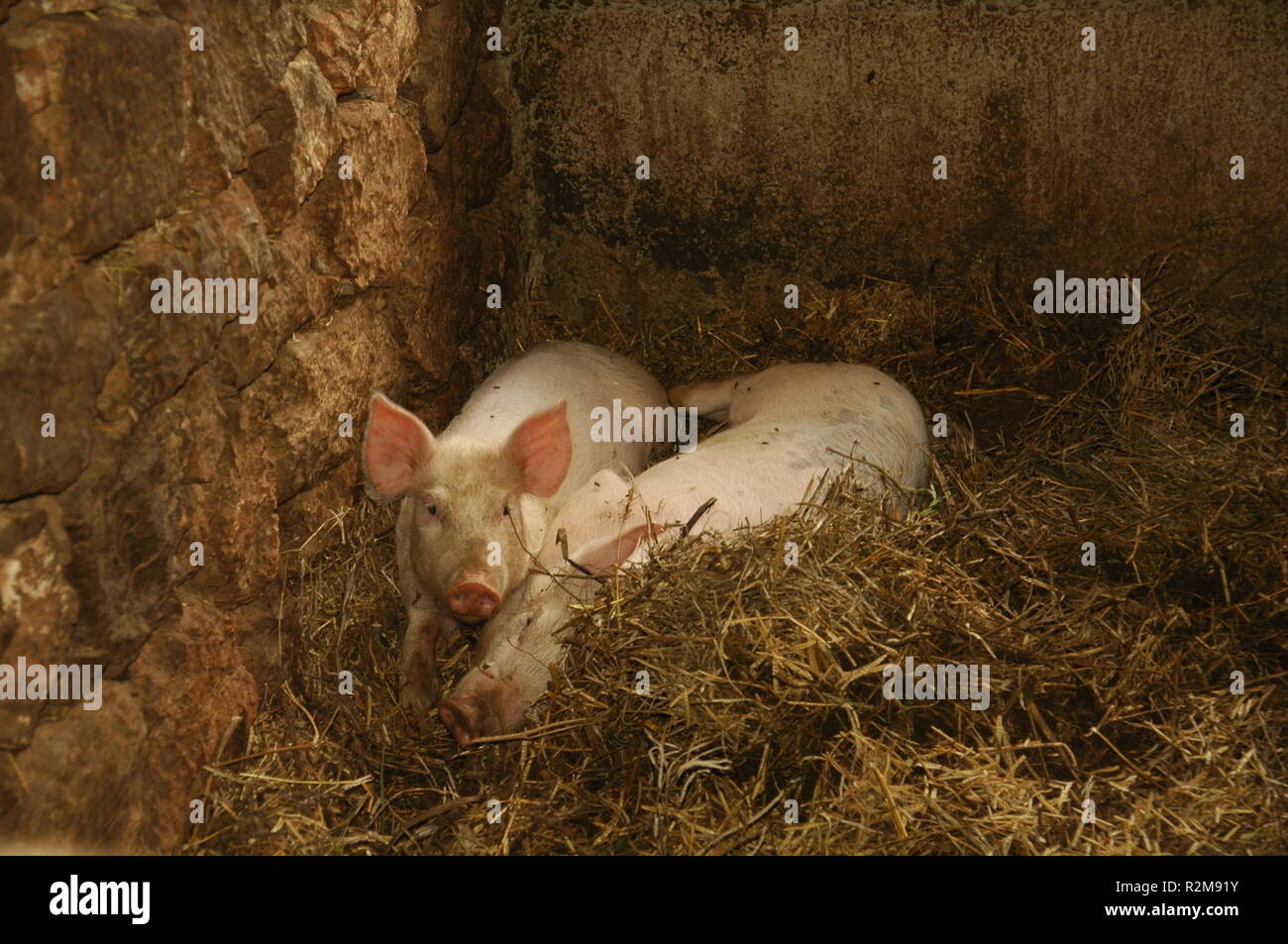 pigs in china Stock Photo