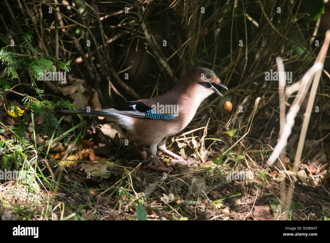 Eurasian Jay  (garrulus glandarius) in shadows collecting acorns and dropping them. Stock Photo