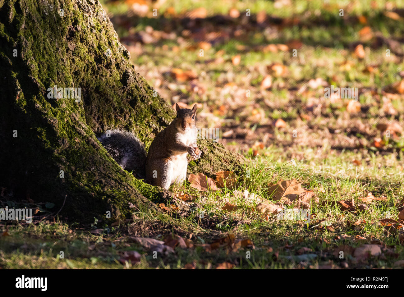 A Grey Squirrel is busy collecting and feeding on acorns at the base of a tree in bright sunshine in Barnett Demesne, Belfast, N.Ireland. Stock Photo