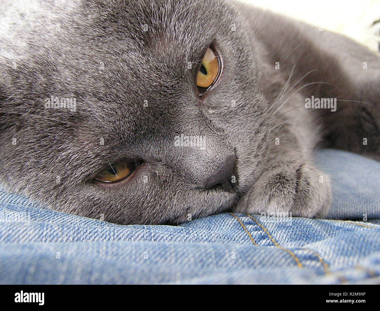 best on jeans Stock Photo