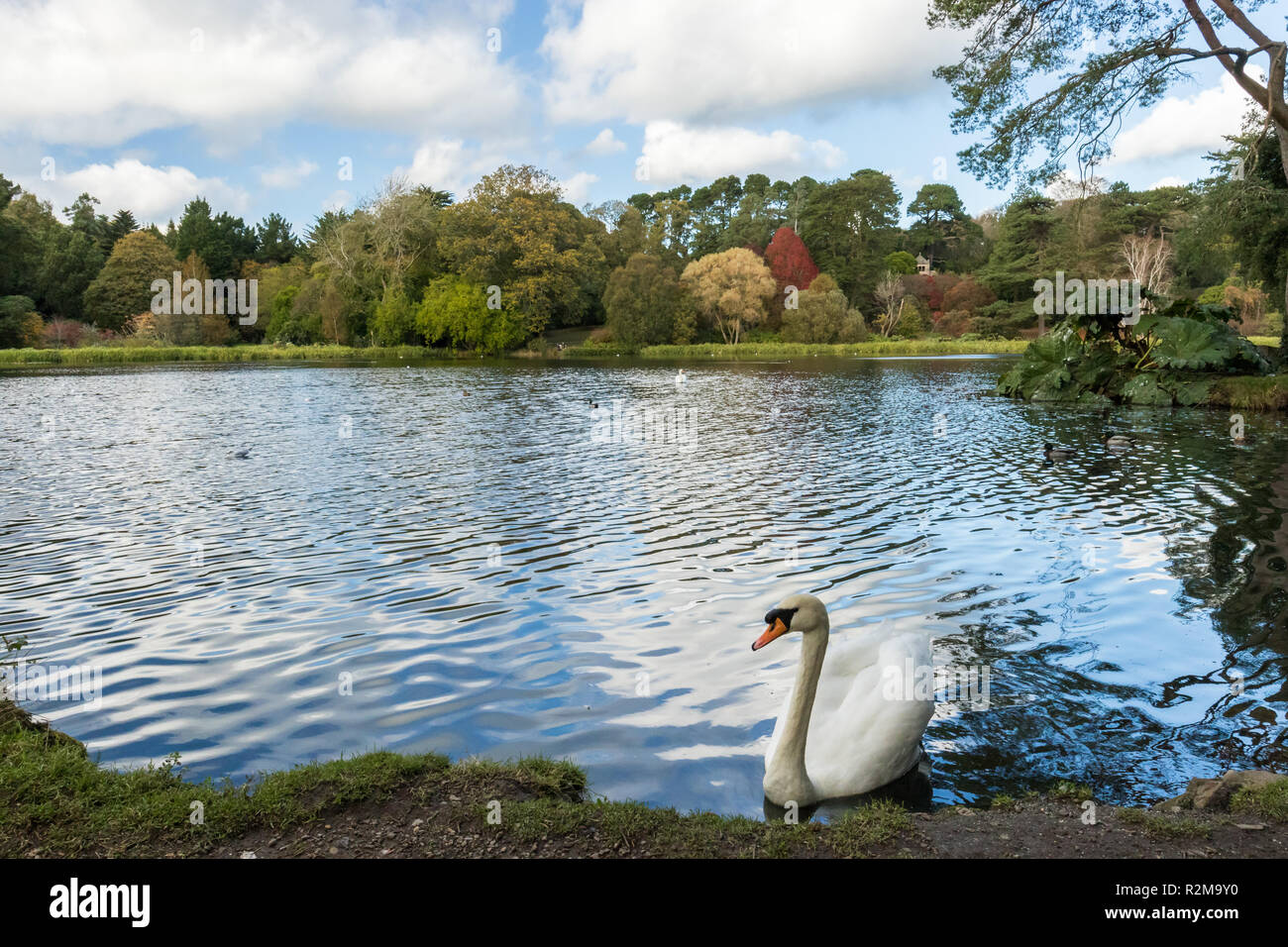White Mute Swan on the edge of a lake with autumn colours and blue skies. Mount Stewart, Newtownards, County Down, N.Ireland. Stock Photo