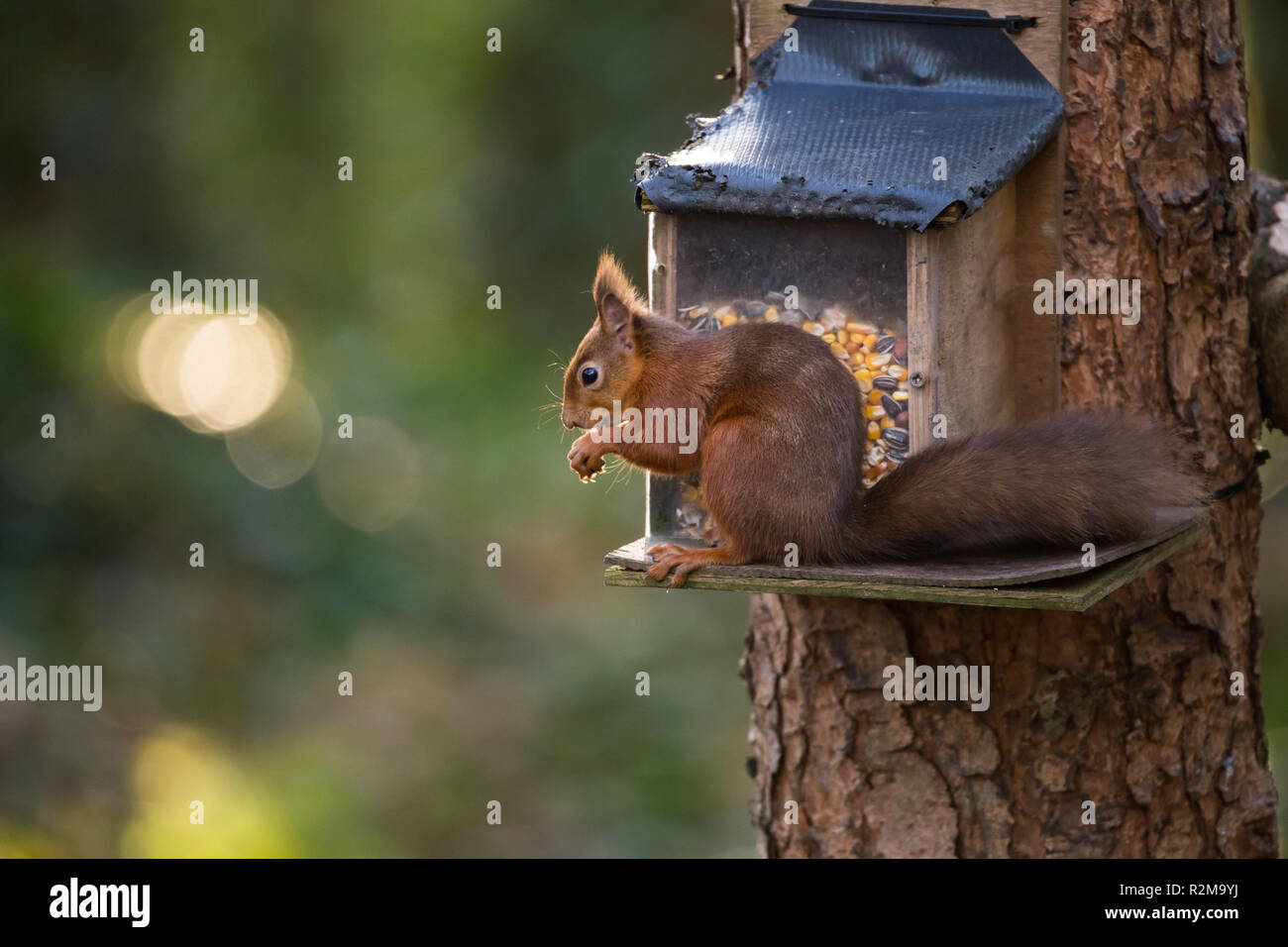 Red Squirrel  (Sciurus vulgaris) eating next to a feeder attached to a tree. Stock Photo