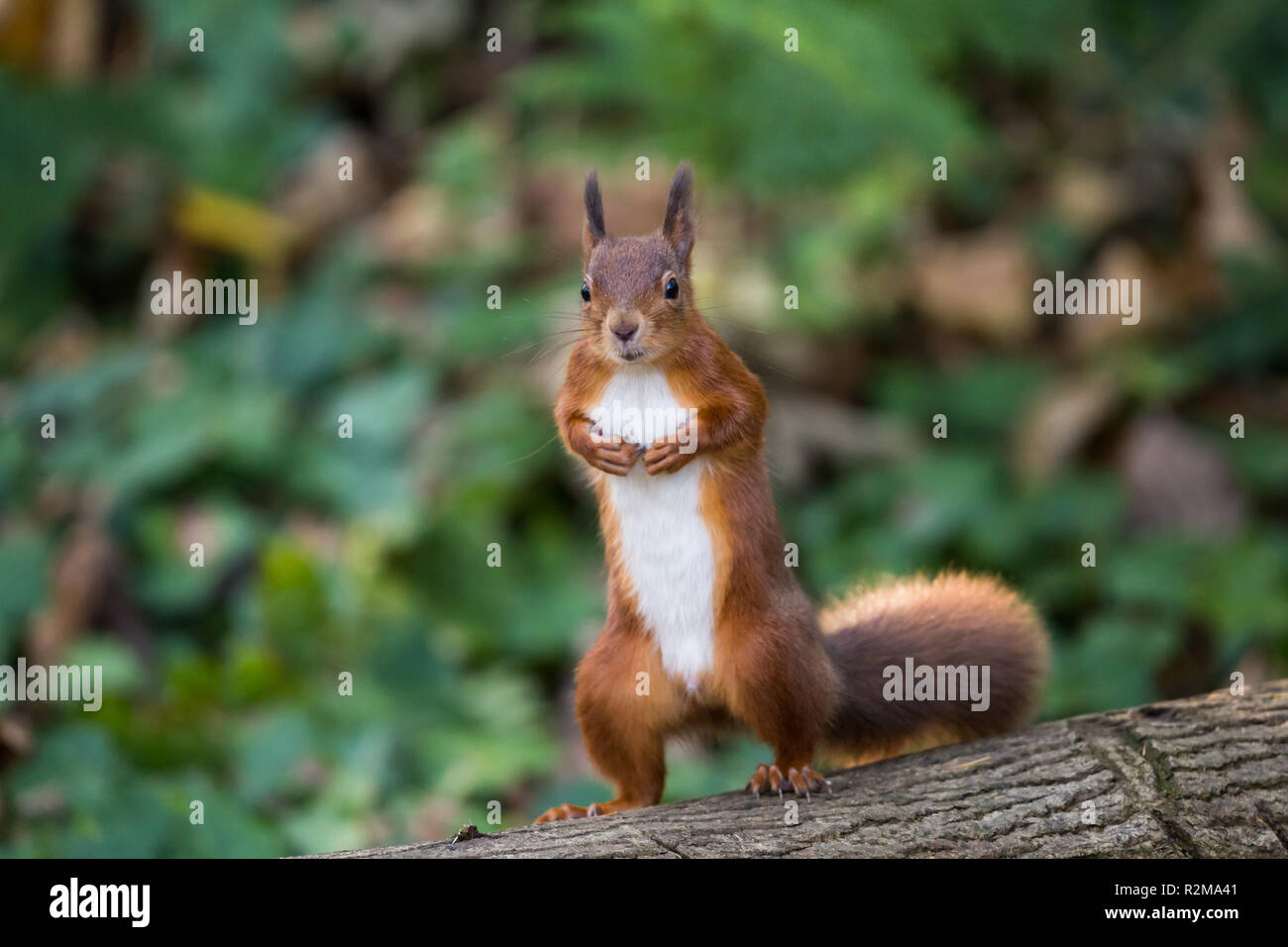 Red Squirrel  (Sciurus vulgaris) standing on back legs in the forest face on Stock Photo