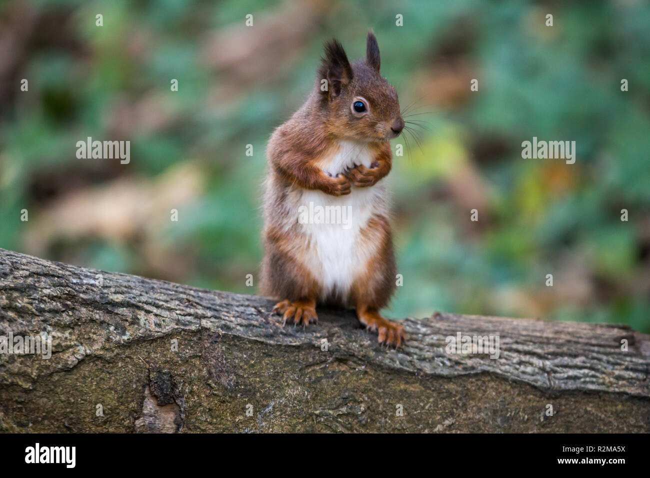 Red Squirrel  (Sciurus vulgaris) standing on back legs in the forest Stock Photo