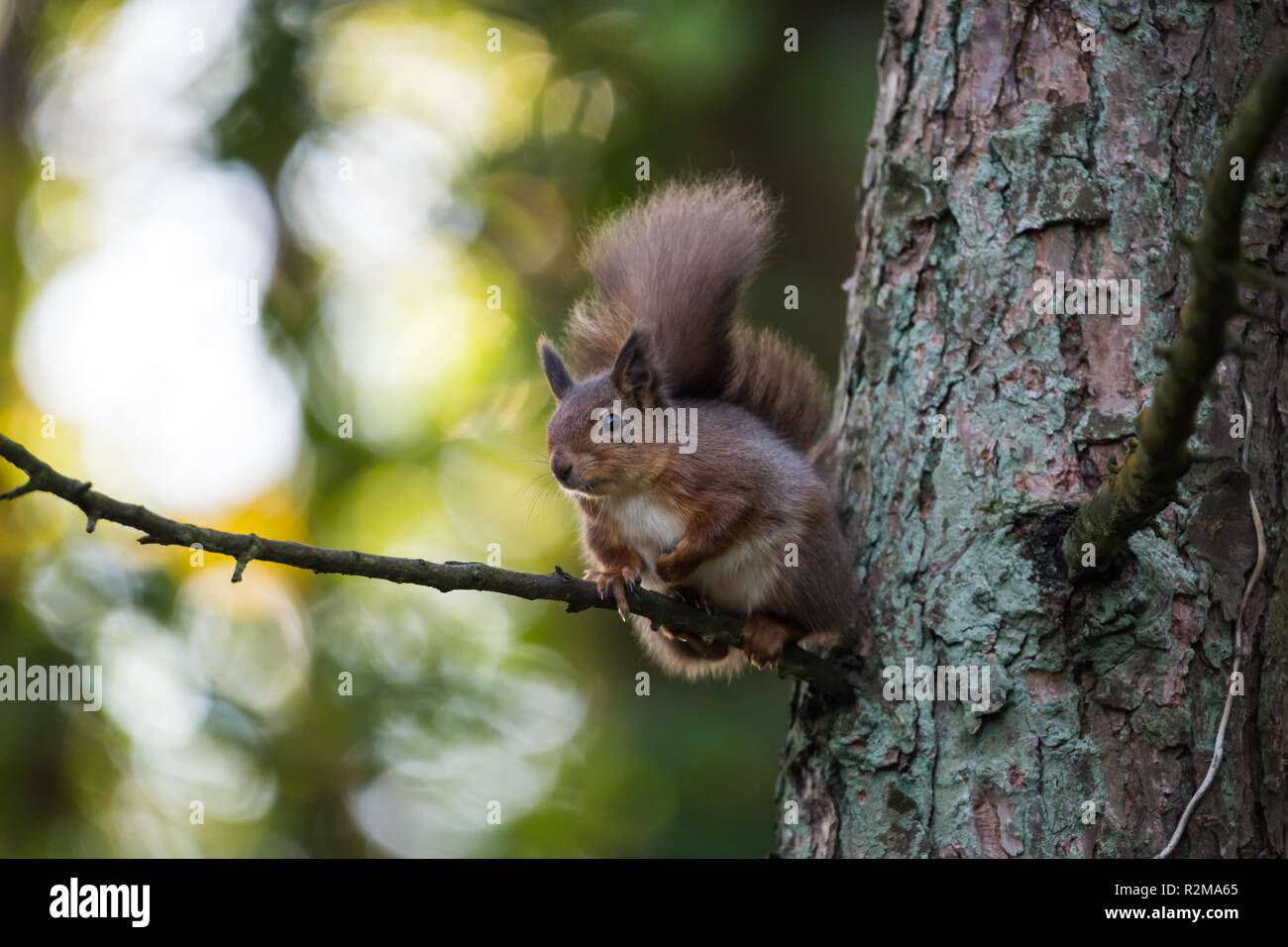 Red Squirrel  (Sciurus vulgaris) sitting on a high branch backlit Stock Photo