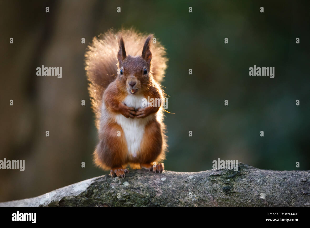 Red Squirrel  (Sciurus vulgaris) standing with a nut in its mouth backlit with bright sunlight. Stock Photo