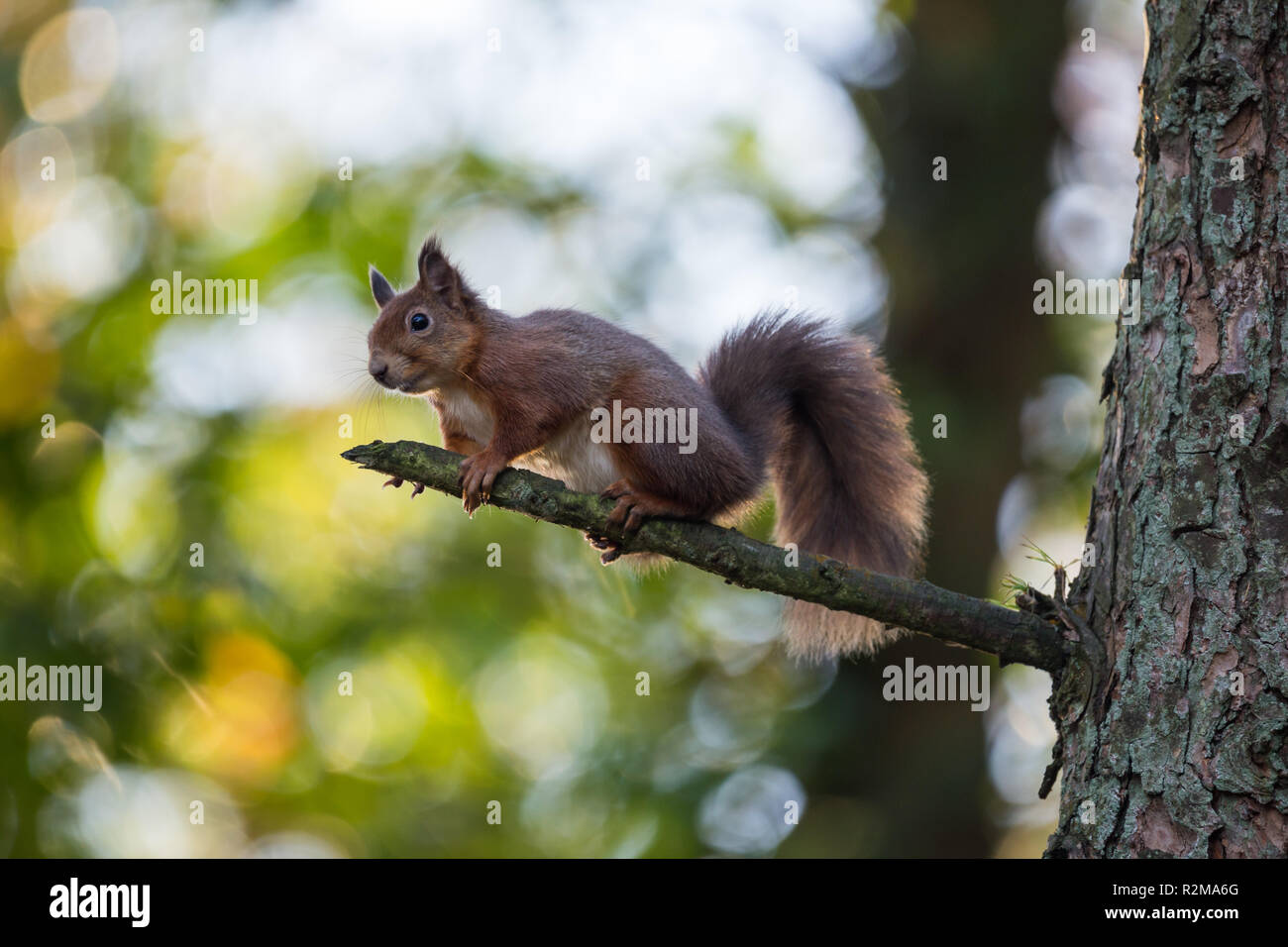 Red Squirrel  (Sciurus vulgaris) sitting on a high branch backlit by sunlight streaming through forest canopy. Stock Photo