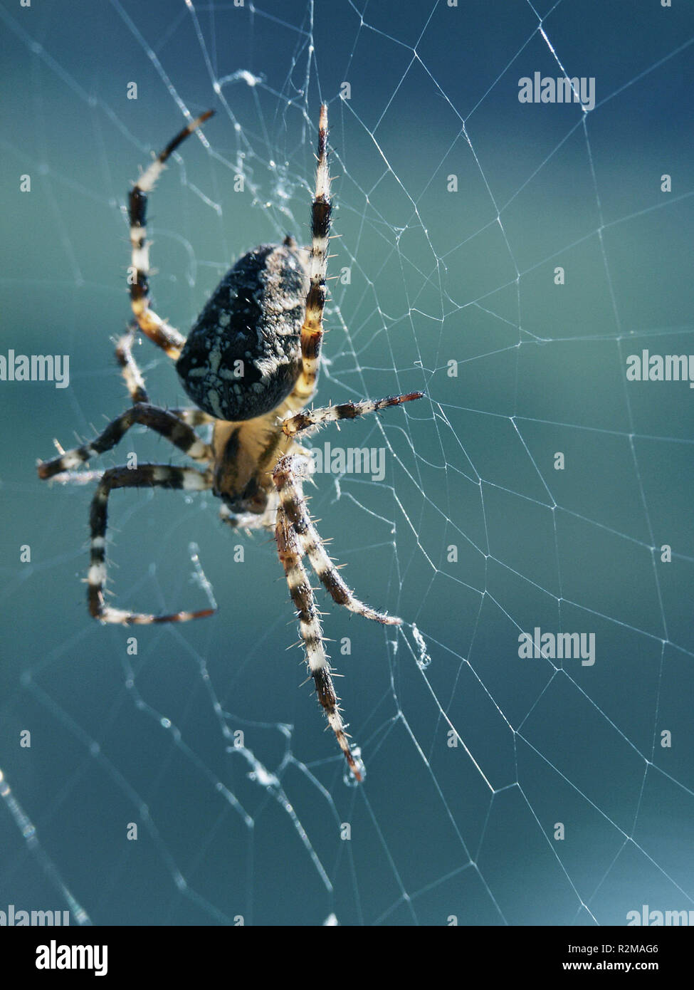 kreuzspinne Stock Photo