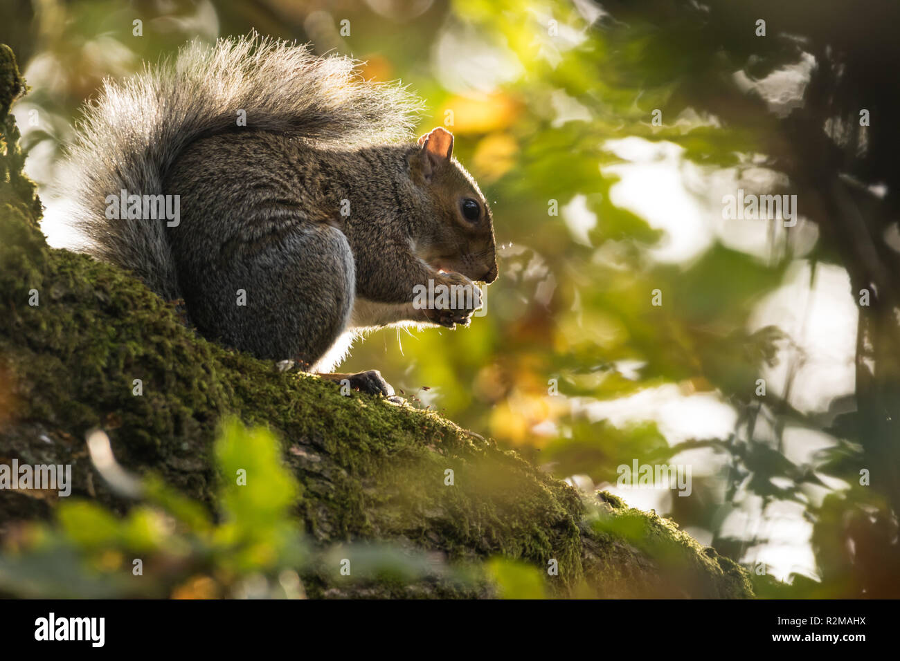 A Grey Squirrel (Sciurus carolinensis) feeding on acorns in Barnett Demesne, Belfast, N.Ireland. Stock Photo