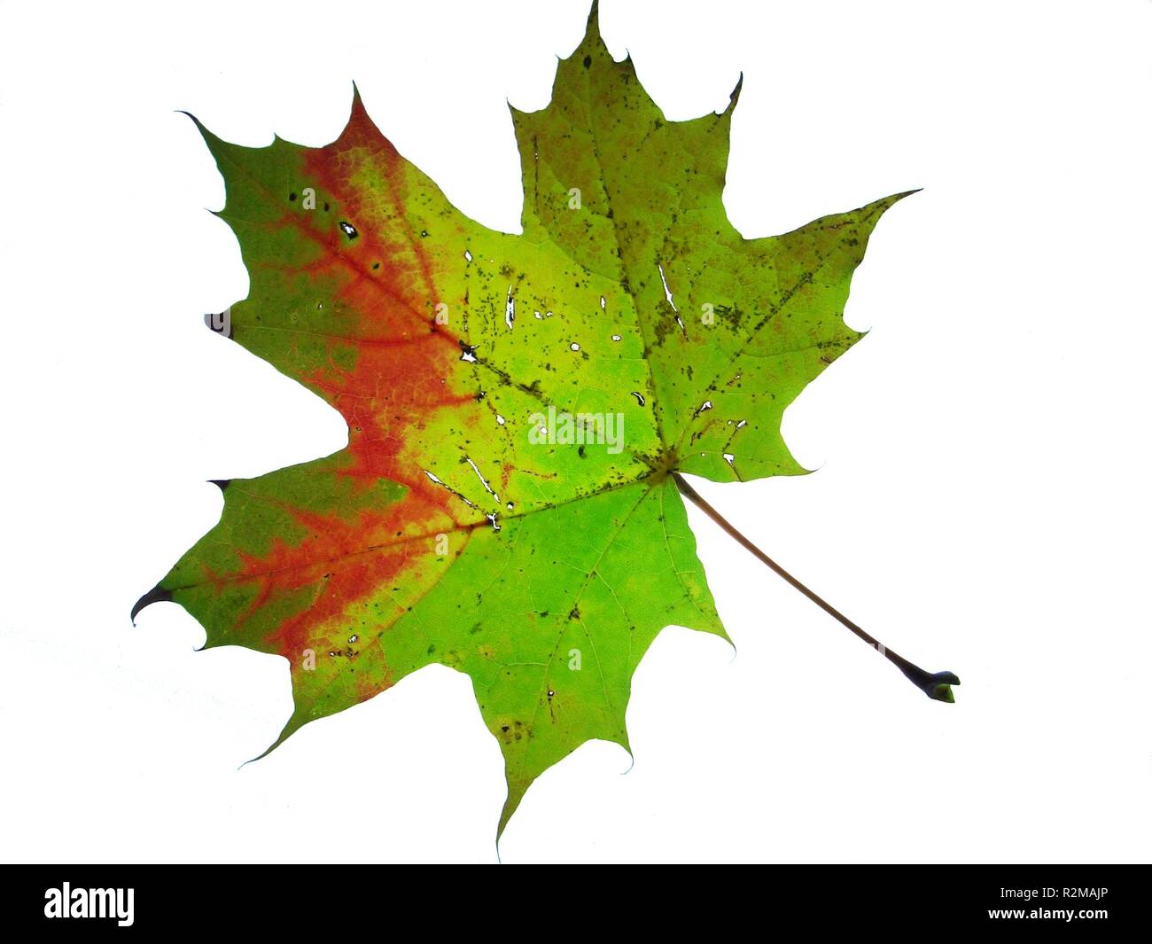 autumn leaf Stock Photo