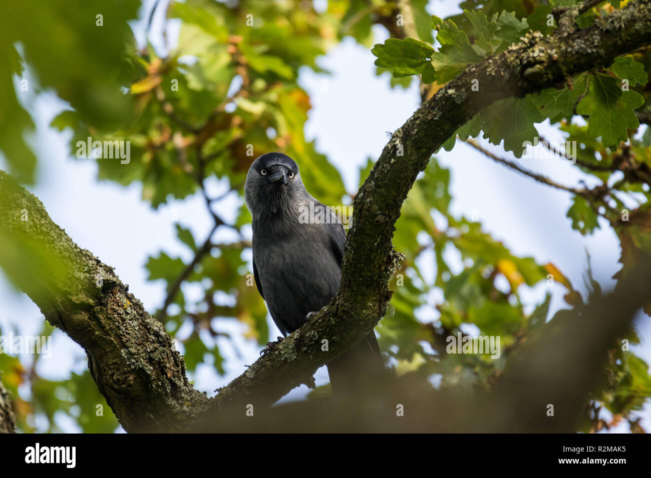 Jackdaw (Corvus monedula) perched on a branch surrounded by green foliage. Stock Photo