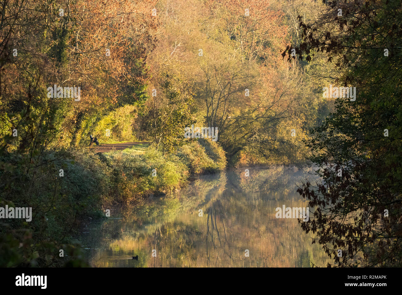 Early morning mist on the River Lagan,  as beautiful autumn colours are brightly lit by morning sunshine. Lagan towpath, Belfast, N.Ireland. Stock Photo