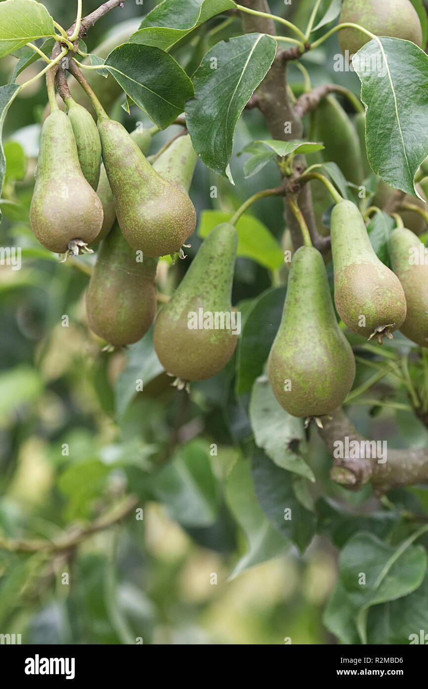 ripening pears on a tree. Stock Photo