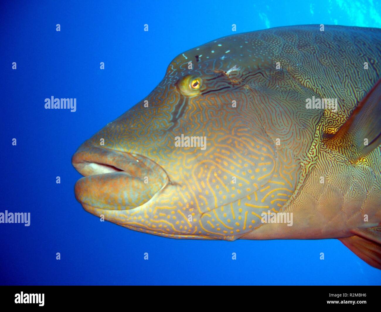 napoleon fish in lauer position Stock Photo