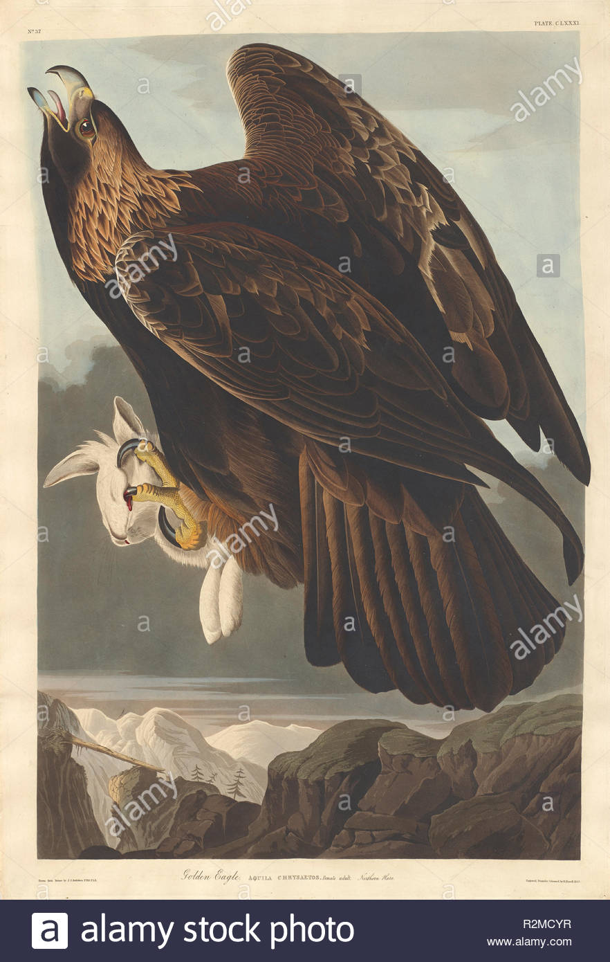 Golden Eagle Dated 1833 Medium Hand Colored Etching And