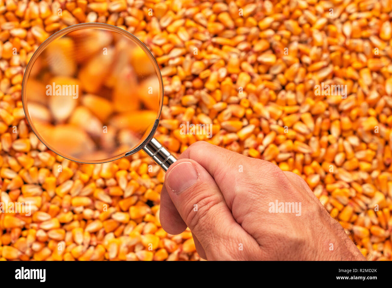Scientist examining quality of harvested corn seed kernels, close up of ...