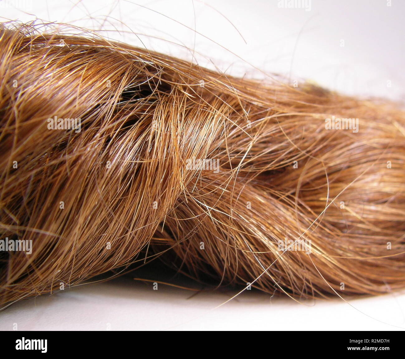 langenhorn threads (hair) Stock Photo