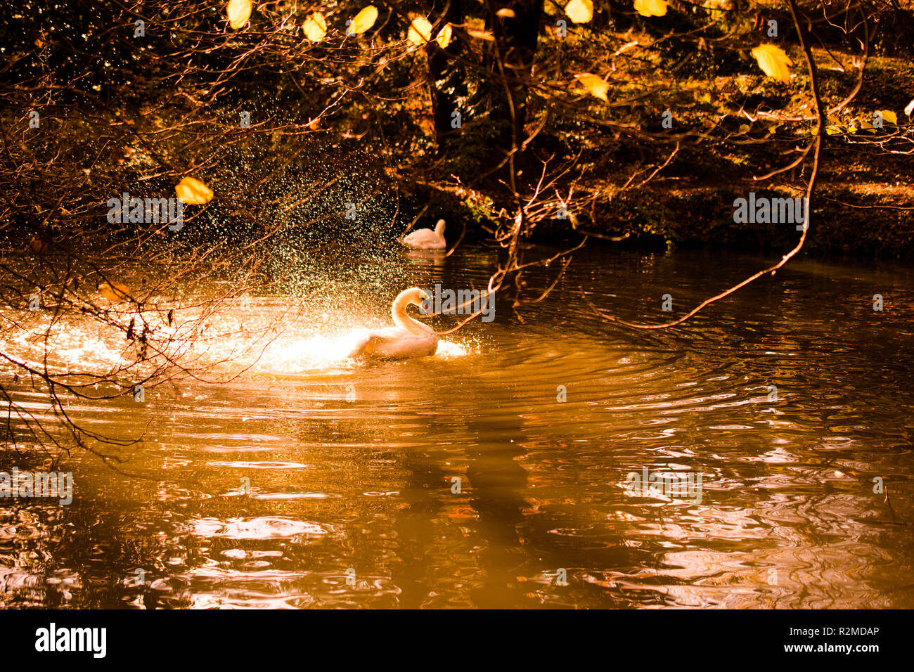 White swan swimming in a small pond Stock Photo - Alamy