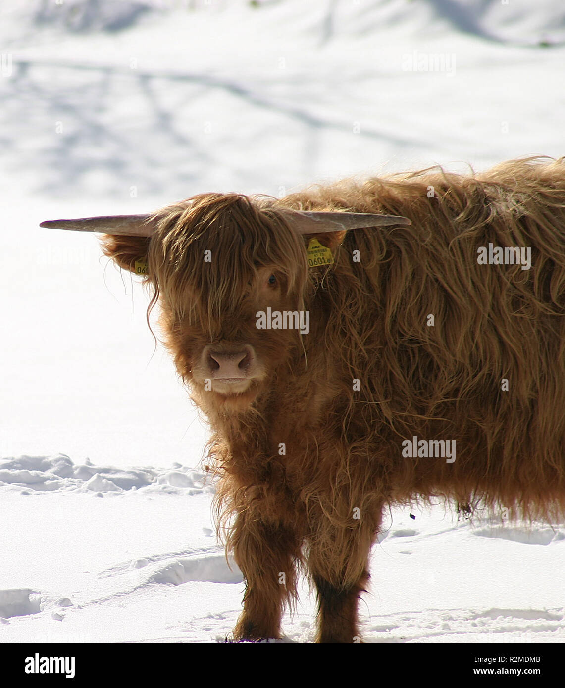 scottish highland cattle Stock Photo