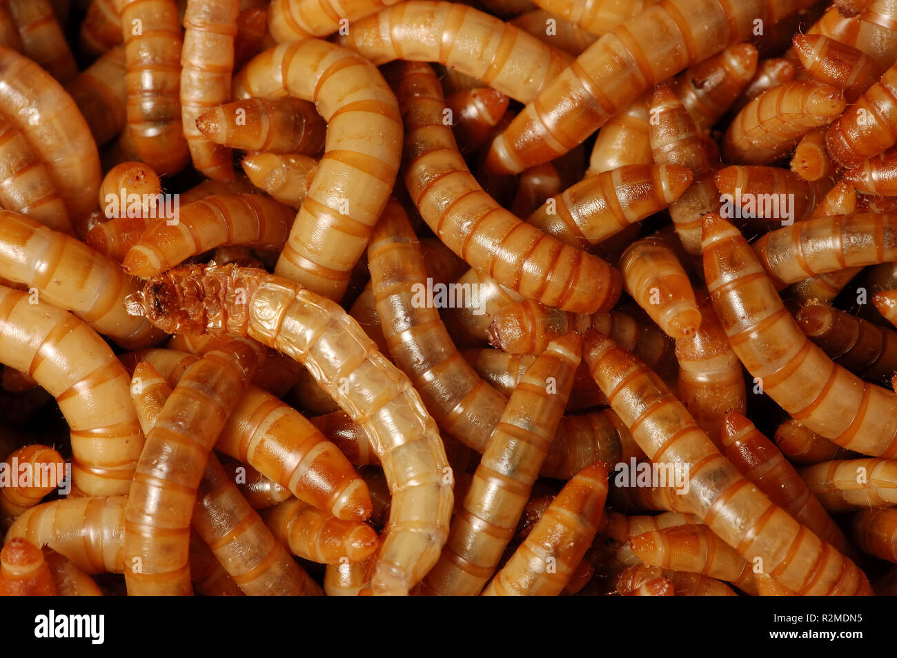 acheta domesticus,crickets larvae Stock Photo