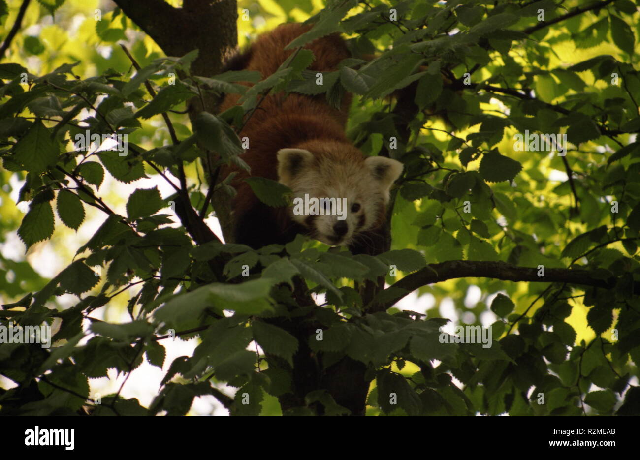 little panda in tree Stock Photo - Alamy