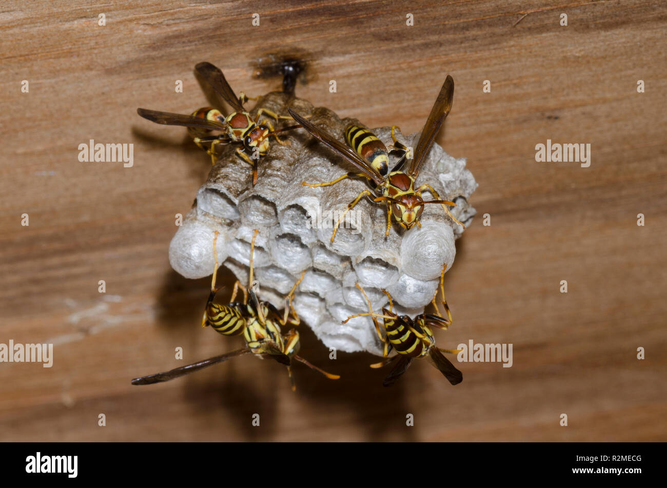 Paper Wasps, Polistes exclamans, on nest Stock Photo